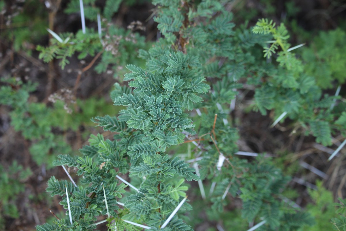 Vachellia planifrons (Wight & Arn.) Ragup., Seigler, Ebinger & Maslin